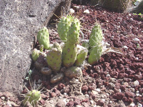 Tunilla_soehrensii_6